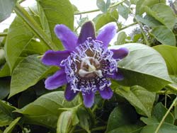 Passion fruit in November 