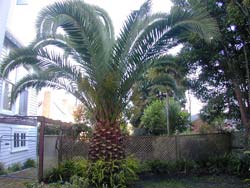 Phoenix Palm