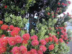 Pohutukawa