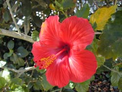 Hibiscus all summer