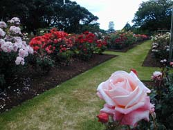 The rose-garden