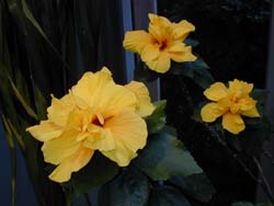 Native Hibiscus in summer